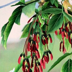 Пазл: Китайская вышивка Су