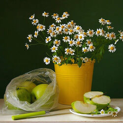 Пазл: Ромашки