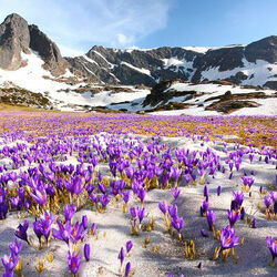 Пазл: Вопреки снегу