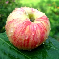 Пазл: Яблоко