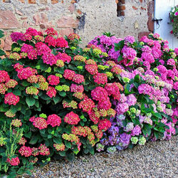 Пазл: Французский садик