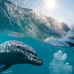 Пазл: Дельфин и волна