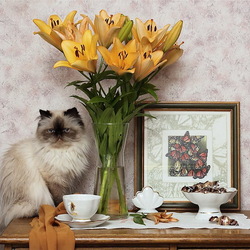 Пазл: Котонатюрморт