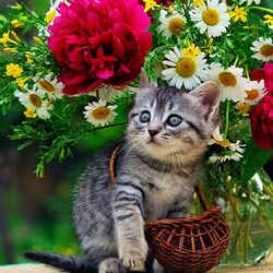 Пазл: Котенок