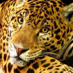 Пазл: Леопард