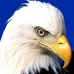 Пазл: Белоголовый орлан