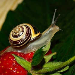 Пазл: На ягодке