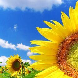 Пазл: Подсолнухи