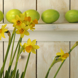 Пазл: Нарциссы