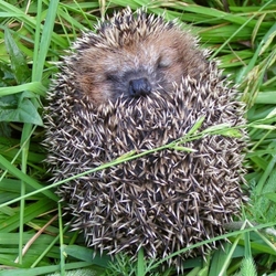 Пазл: Ёжик