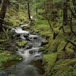 Пазл: Ручей