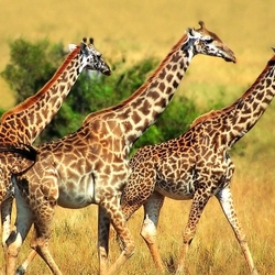 Пазл: Жирафы