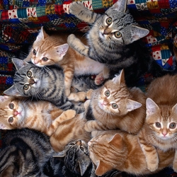 Пазл: Котята