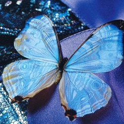 Пазл: Бабочка