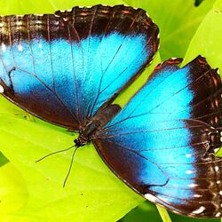 Пазл: Голубая бабочка