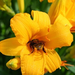 Пазл: Опыление