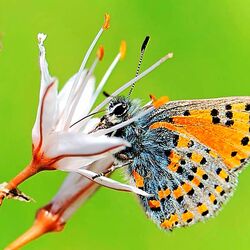 Пазл: Розовая бабочка