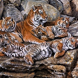 Пазл: Тигрица с тигрятами
