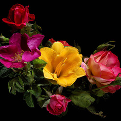 Пазл: Шиповник