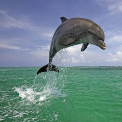 Пазл: Дельфин