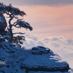 Пазл: Зимняя природа