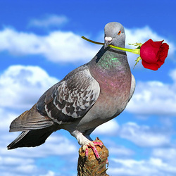 Пазл: Голубок