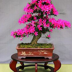 Пазл: Бонсай из Японии