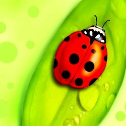 Пазл: Божья коровка на листе