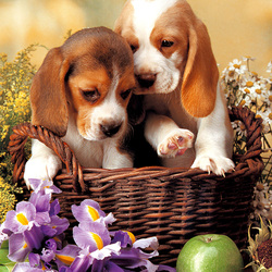 Пазл: В корзинке