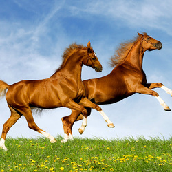 Пазл: Свобода