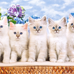 Пазл: Голубоглазые