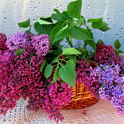 Пазл: Сирень