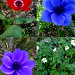 Пазл: Анемоны