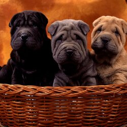 Пазл: Три щенка