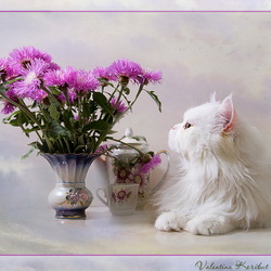 Пазл: Кошка и хризантемы