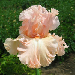 Пазл: Ирис - цветок богини Ириды