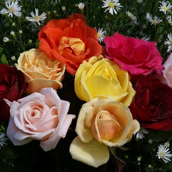 Пазл: Розы душистые, розы чайные