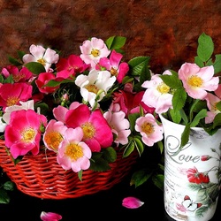 Пазл: Разноцветный шиповник