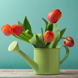 Пазл: Тюльпаны классической формы
