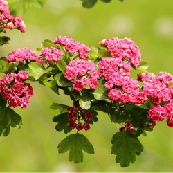 Пазл: Цветы боярышника