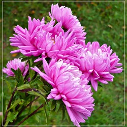 Пазл: Астра - чудо красоты