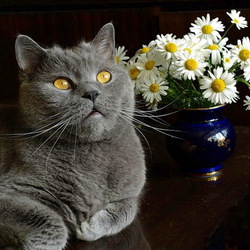 Пазл: Погадать на ромашке что-ли, любит Мурка или нет?