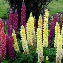 Пазл: Люпины