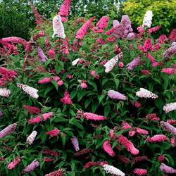 Пазл: Буддлея