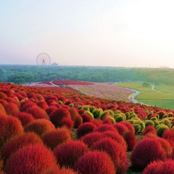 Пазл: Красные кохии парка Хитачи Кайхин