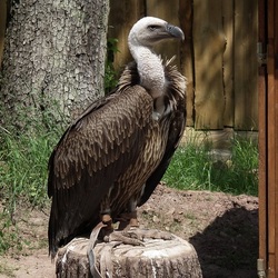 Пазл: Гриф Рюппеля