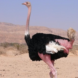 Пазл: Страус
