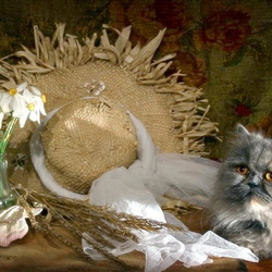 Пазл: Котонатюрморт