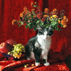 Пазл: Котонатюрморт