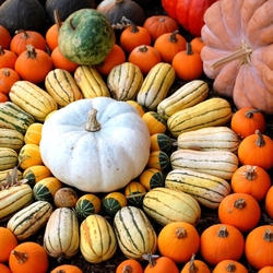 Пазл: Тыквы